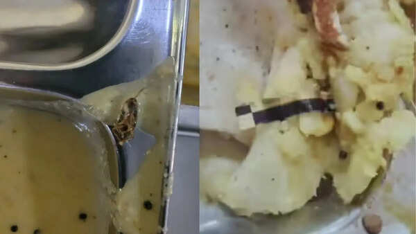 Cockroach found in DU South Campus hostel mess food; students protest