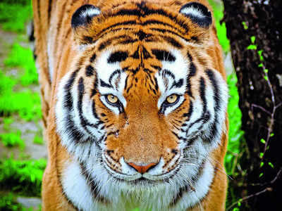 Awareness campaign after fatal tiger attack
