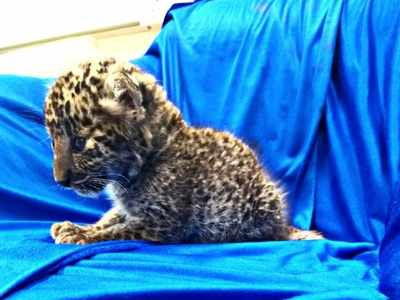 Leopard cub seized from passenger's bag at Chennai airport