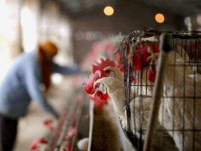 Bird flu: BMC issues guidelines on reporting the death of birds, safe disposal