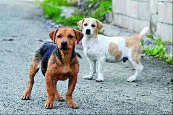 Kudumbashree to train women in dog catching