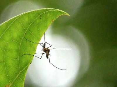 Telangana government cancels leaves for doctors, staff for two months to tackle dengue, fevers