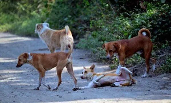 Stray Population May Hit 4.48 Lakh, BMC clears ₹23 Crore for Sterilisations