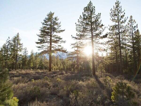 Forest is the Cure
