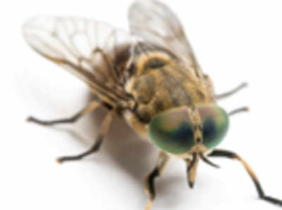 Flies inspire better hearing aid tech