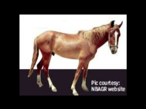 India's only 'desert horse' gallops into spotlight