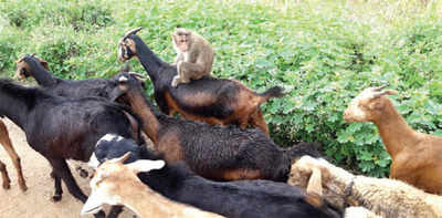 Karnataka: This monkey has got her goat