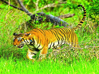 No salary for BRT Tiger Reserve watchers