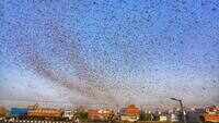 Locals clang utensils to drive away locusts in Rajasthan’s Barmer 