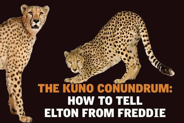 The Kuno conundrum: How to tell Elton from Freddie