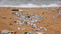 Dead fish wash ashore on Visakhapatnam beaches 