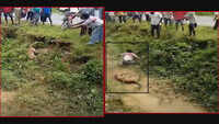 On cam: Injured leopard attacks man trying to click its photos 