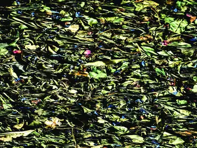 Composting station for flowers and leaves begins at temple