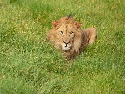 261 lions died in Gujarat in past 2 yrs