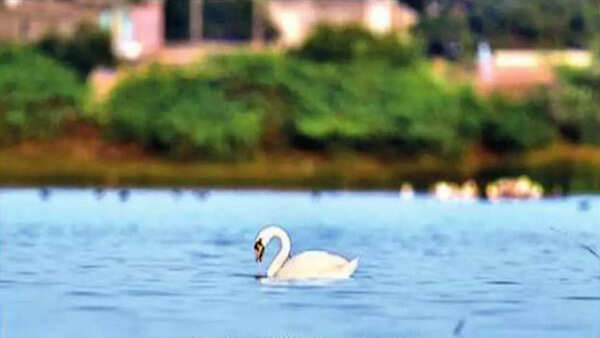 Gujarat: Mute swan in Jamnagar creates a rare spotting flutter