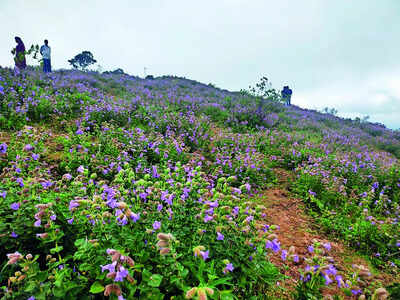 Tourists are stomping all over purple paradise