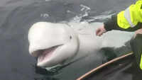On cam: Norway fisherman removes harness from whale 