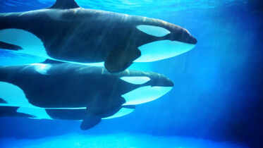 Killer Whales: Jessica Radcliffe orca attack sparks buzz — 5 things you didn't know about killer whales