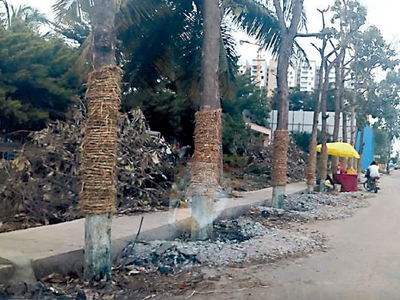 Sarjapura Road trees will live a little more