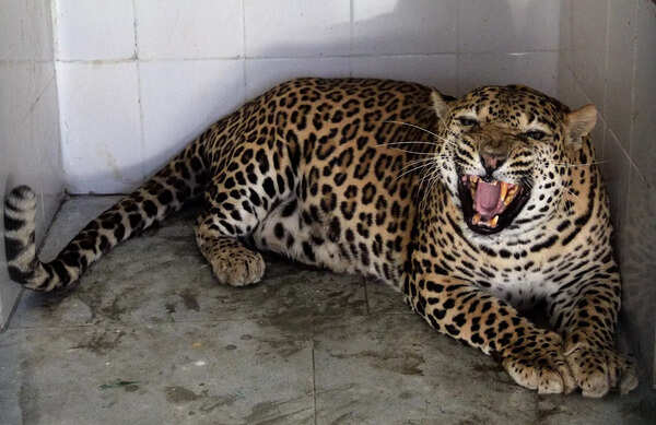 Leopard that injured eight people rescued