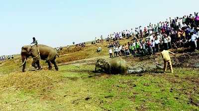 Elephant rescued from marsh after three days
