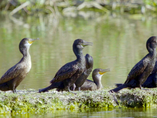 Biodiversity conservation needs public participation: Minister