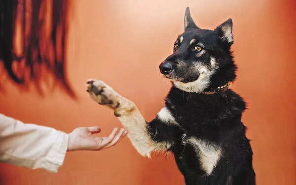 How to make your adopted dog feel at home again