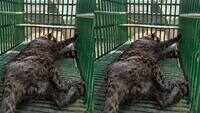 Half dismantled ship offers comfort of home to leopard in Gujarat's Alang 