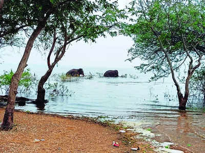 Wildlife experts object set up of elephant camp at Muthathi