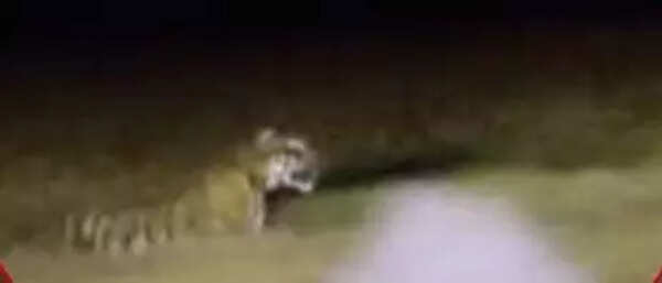 Forest dept op underway to steer tiger away