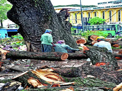 Tree wars persist in Bengaluru despite awareness