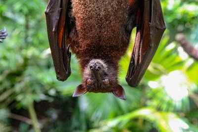 COVID-19: Today is International Bat Appreciation Day (no, we aren't kidding)