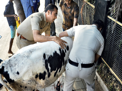 Video: Bengaluru joins forces to help hurt cow