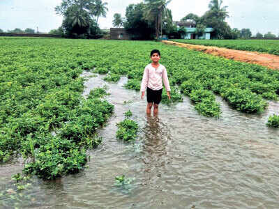 Farmers lose 70% of crops to rain Farmers lose 70% of crops to rain