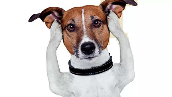 1.5 lakh pet dogs in Ahmedabad, but AMC has no record to establish ownership