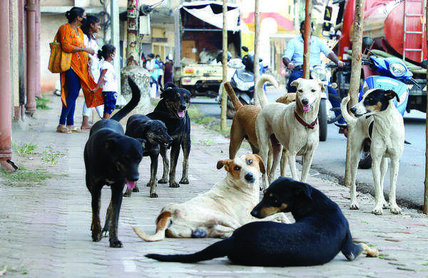 NGO halts stray dog sterilisation over pending govt dues