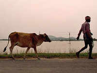Cattle thieves challenge BSF with booby traps 