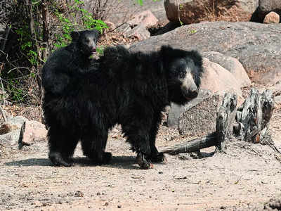 Monitoring sloth bears in state with GPS collars