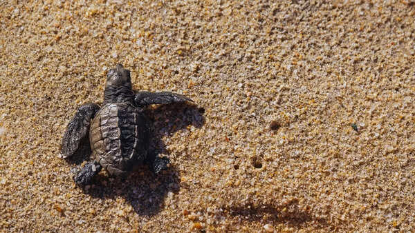 Watch: Olive Ridley hatchlings were just seen at Puri beach—here’s why it matter