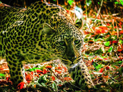 Cage crunch slows efforts to capture prowling leopards