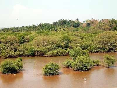 Charkop mangroves in danger again?