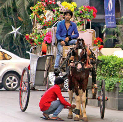Govt wants Victoria carriage owners to be hawkers