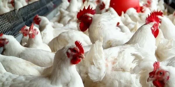 Chicken prices hit record Rs 350/kg in AP amid supply crunch