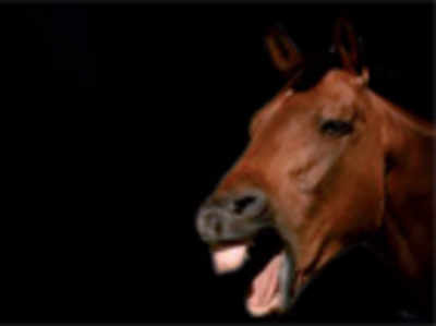 Why the long face? Horses, humans share facial expressions