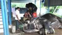Elephant owner in Madurai suffers due to lockdown 