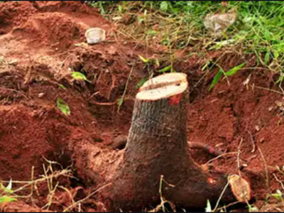 Scientists to implant microchips to save sandalwood, red sanders