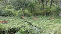 Watch: Tigers seen near road in Wayanad forest areas 