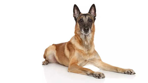 Belgian Malinois