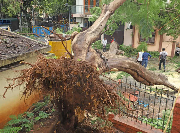 Greater Bengaluru Authority’s notice on reporting risky trees draws flak