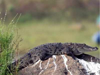 Crocodile comes calling at a Kerala home, leaves house owner shocked